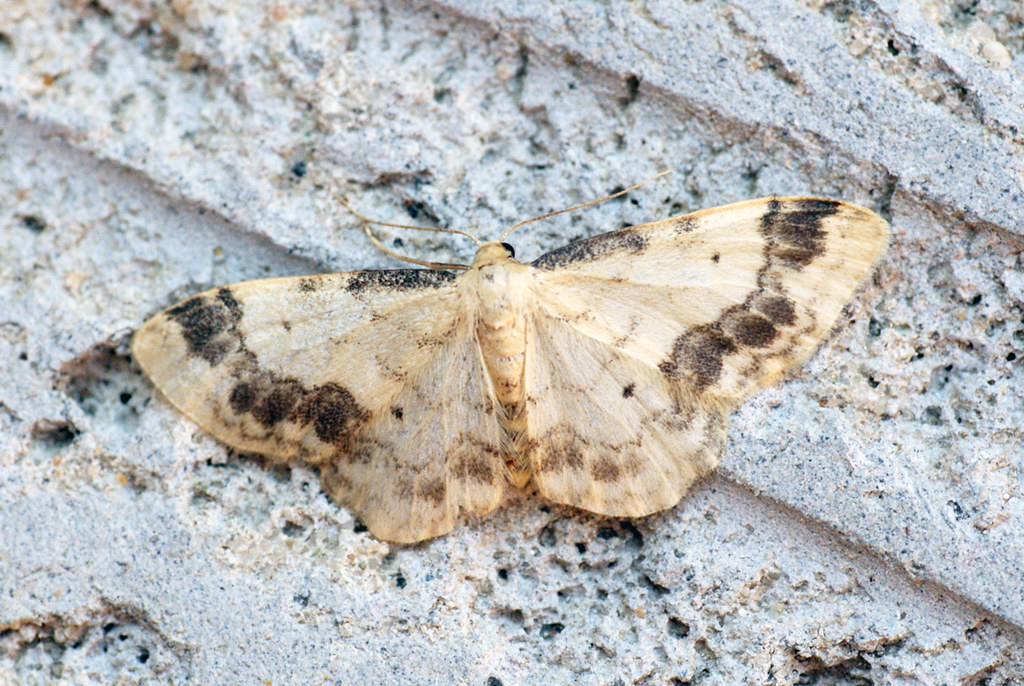 Brown House Moth Caterpillar