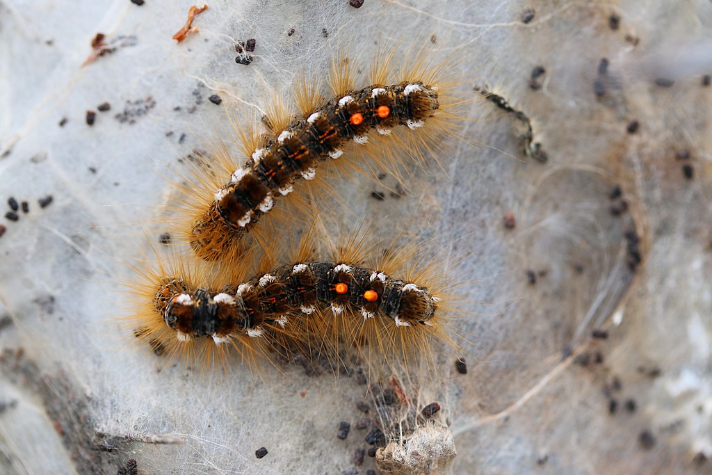 Brown-Tail Moth Caterpillar
