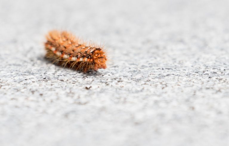 22 Brown Types of Caterpillars