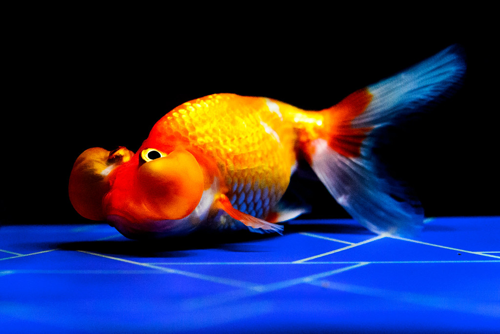 Bubble Eye Goldfish