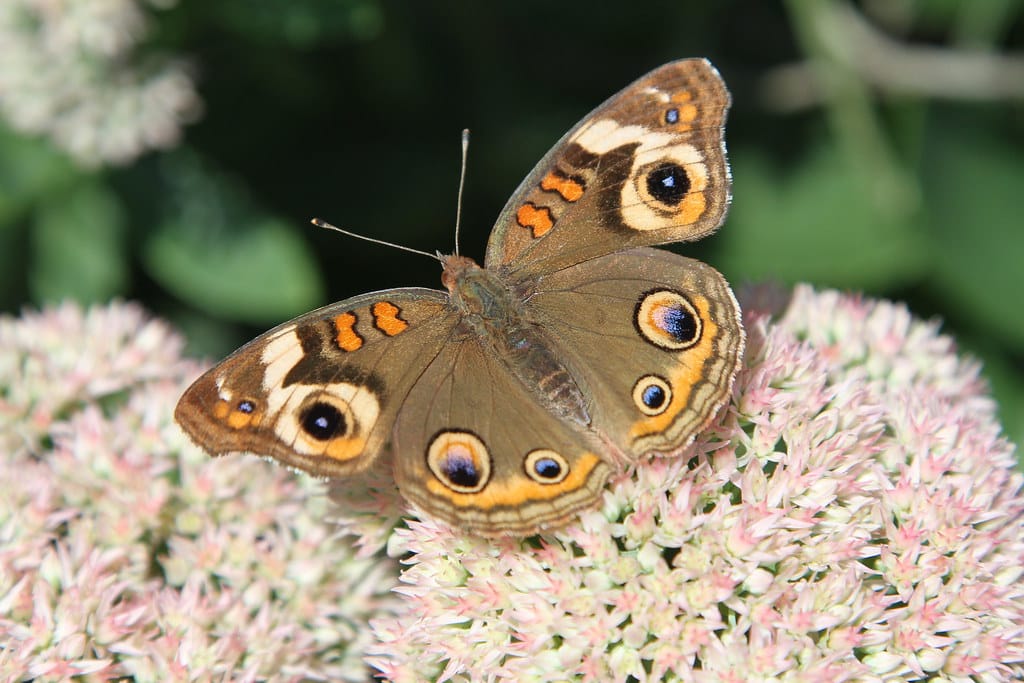 Buckeye Butterfly