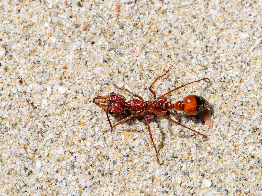 Bulldog Ant