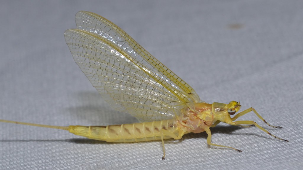 Burrower Mayfly 