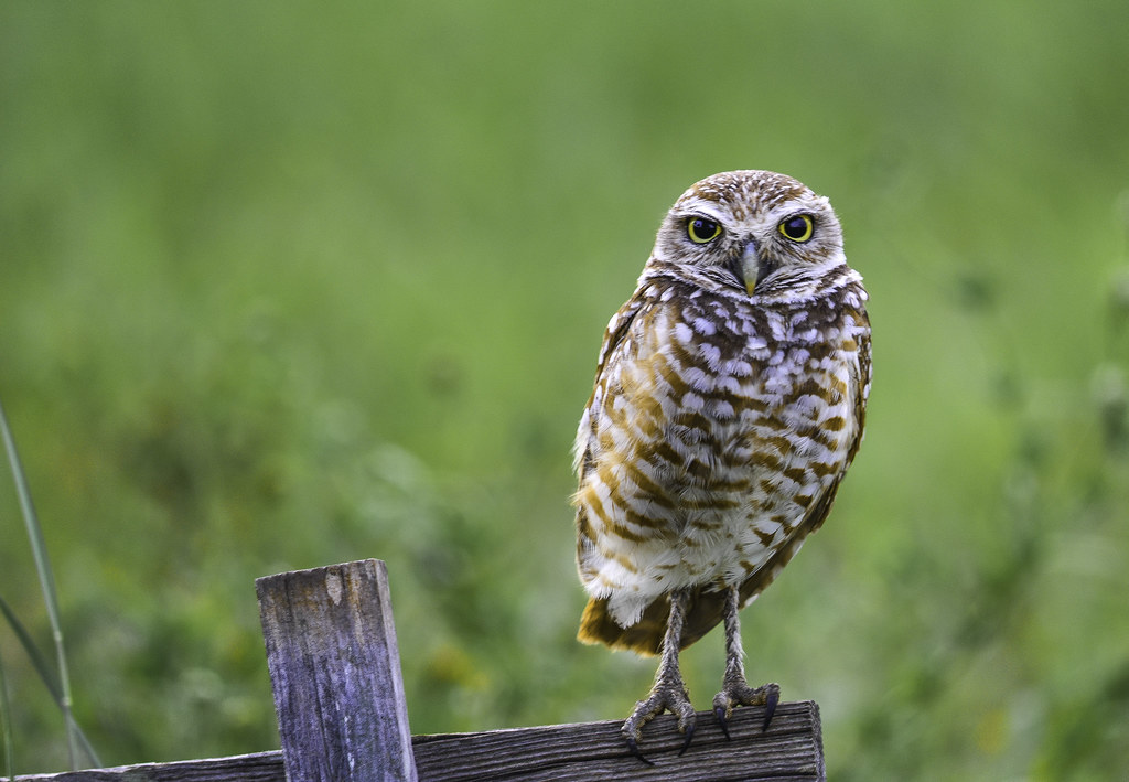 Burrowing Owl