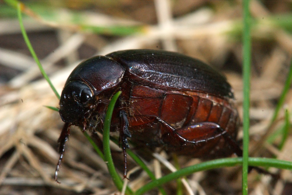 Burying Beetle