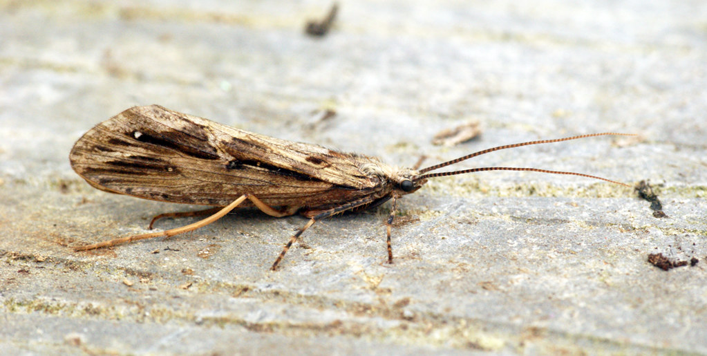 Caddisfly - Different Types of Flies in Massachusetts  
