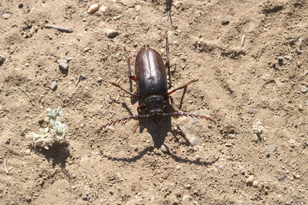 California Root Borer Beetle