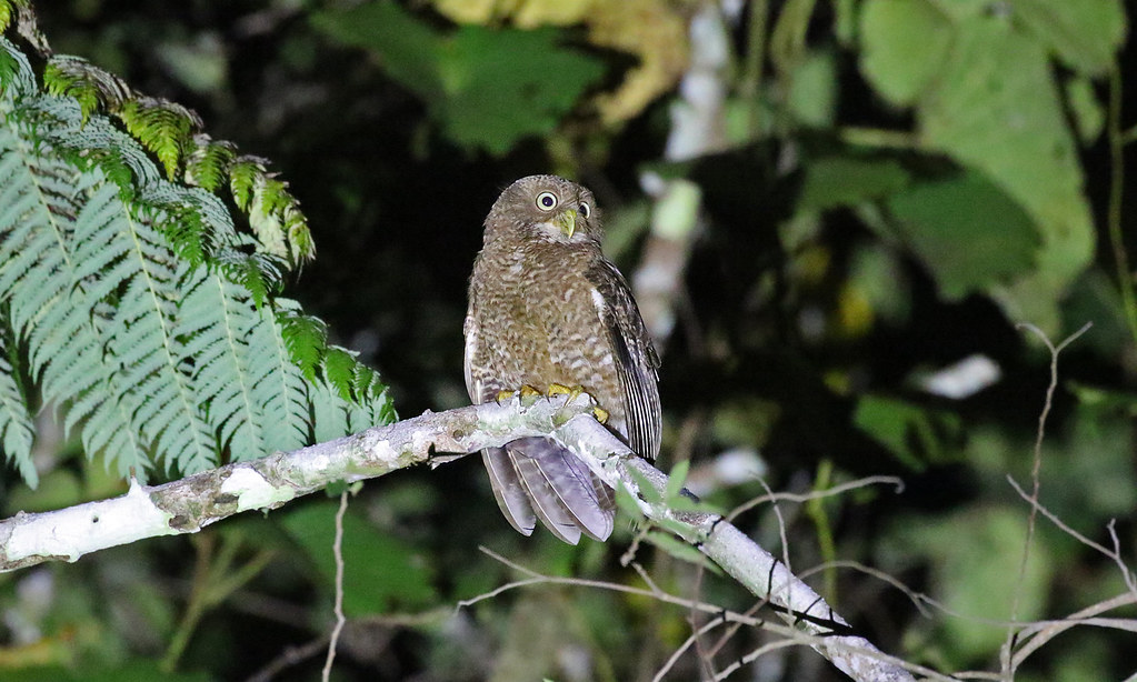 Camiguin Hawk owls