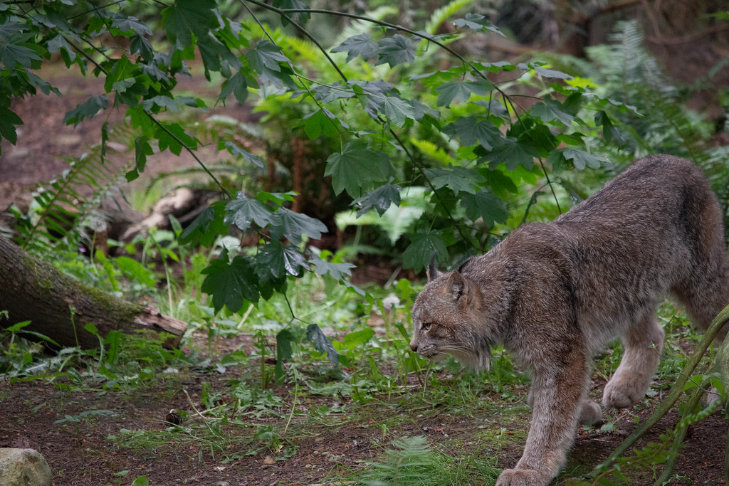 Canada Lynx