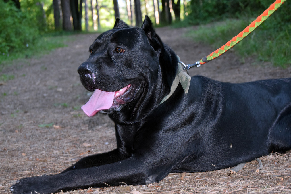 Cane Corso