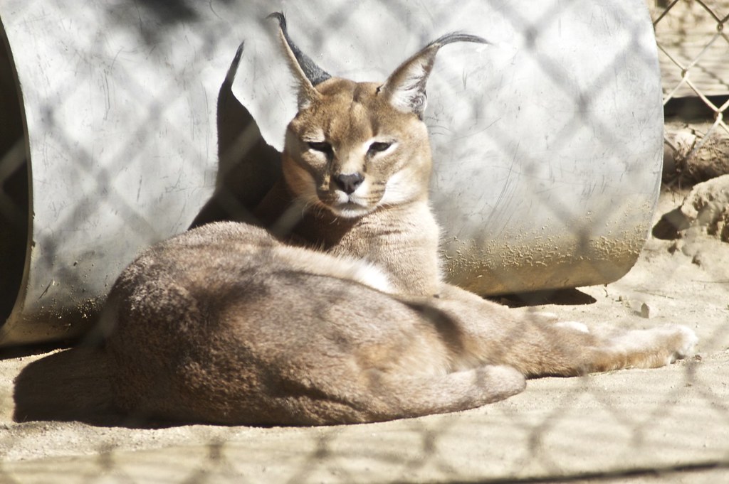 Caracal