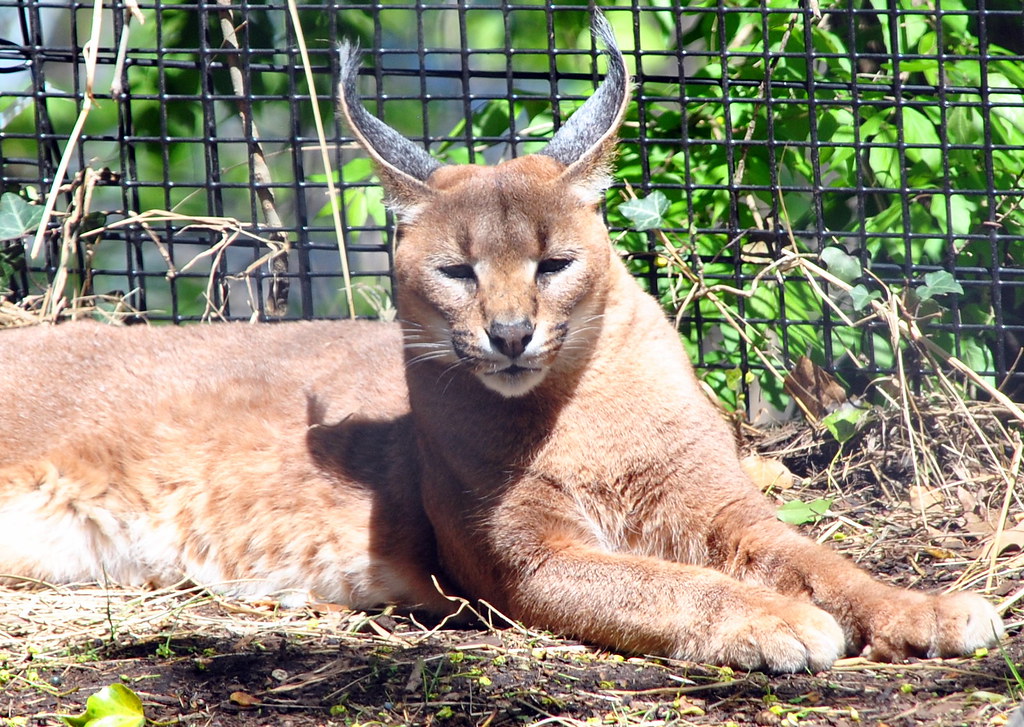 Caracals