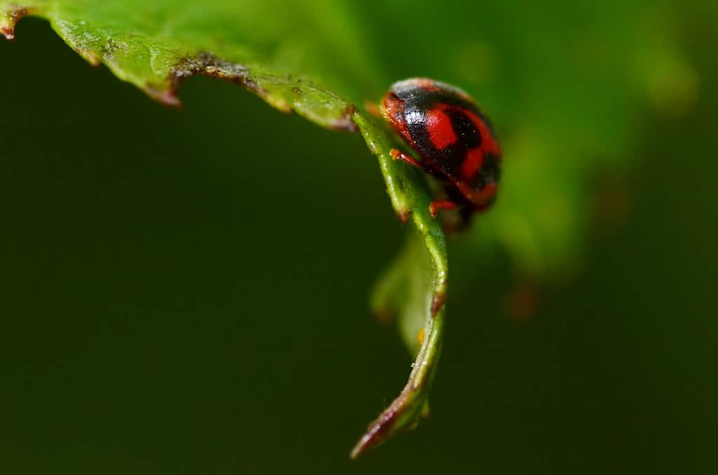 Cardinal Ladybird - Types of Ladybugs in Michigan