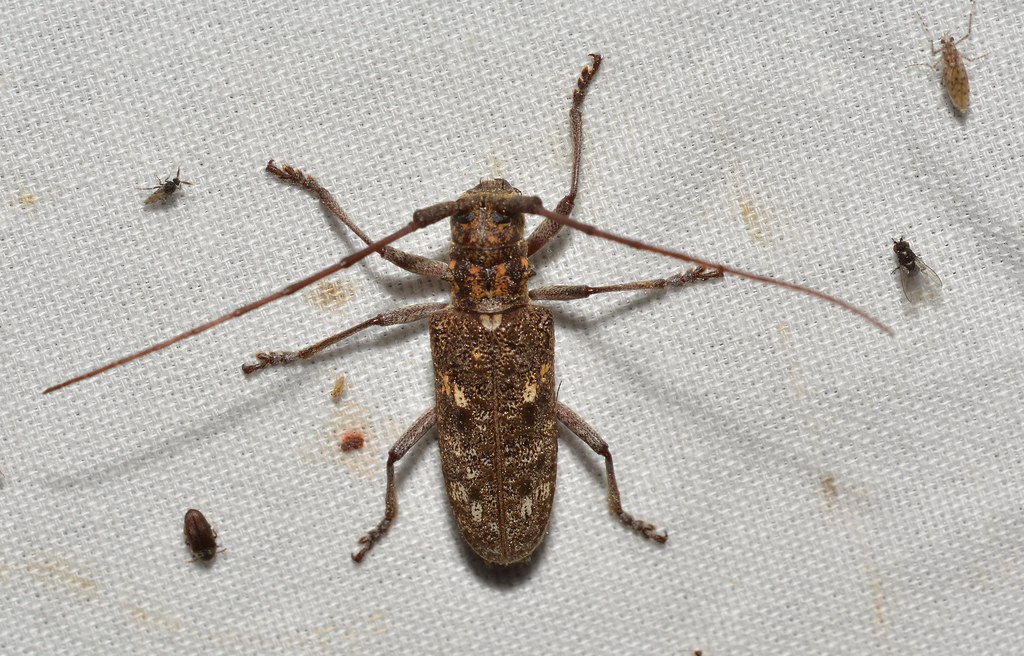 Carolina Pine Sawyer