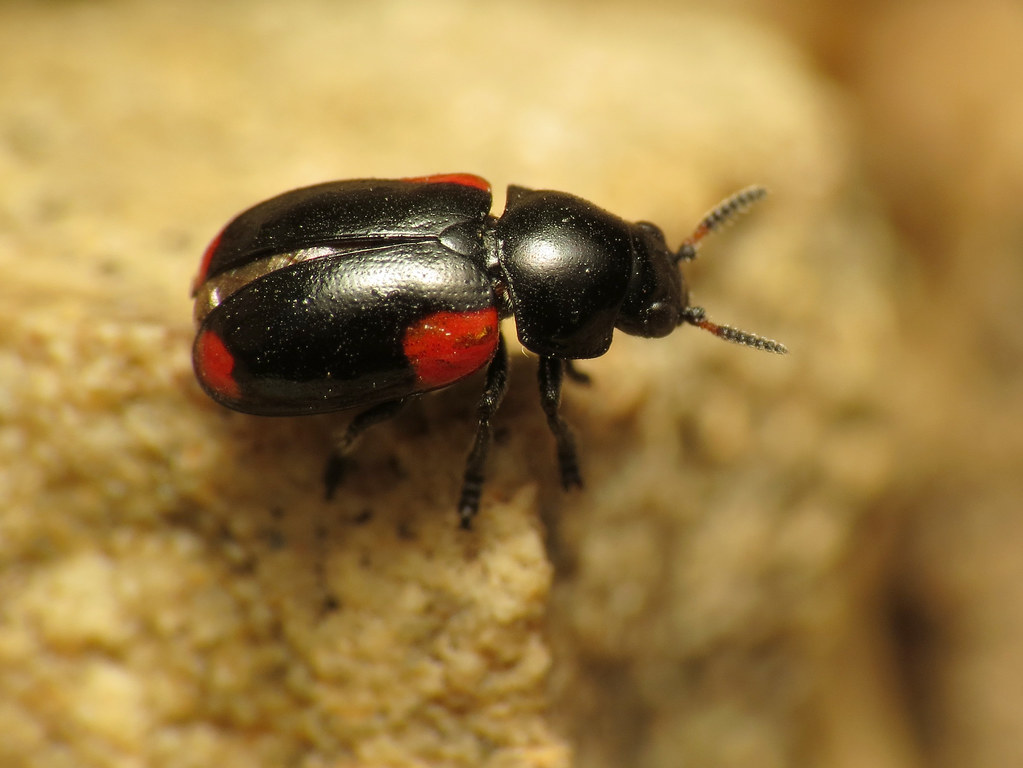 Case-bearing Leaf Beetle - Types of Beetles in Montana