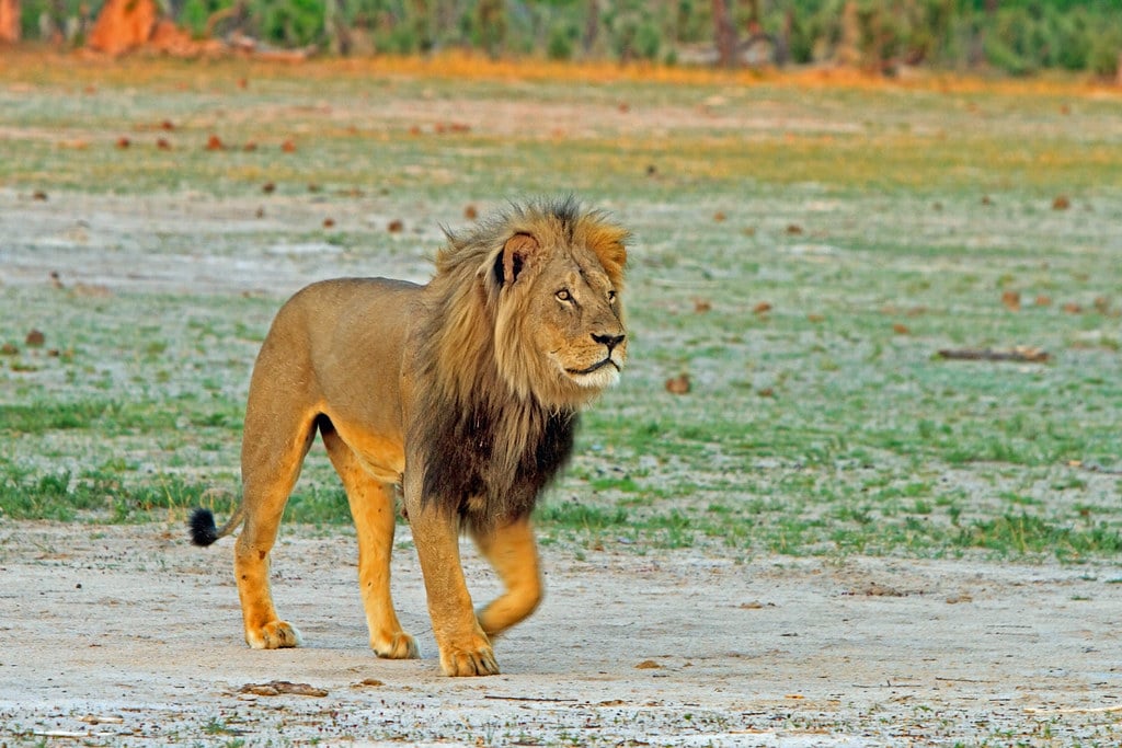 Cecil the Lion