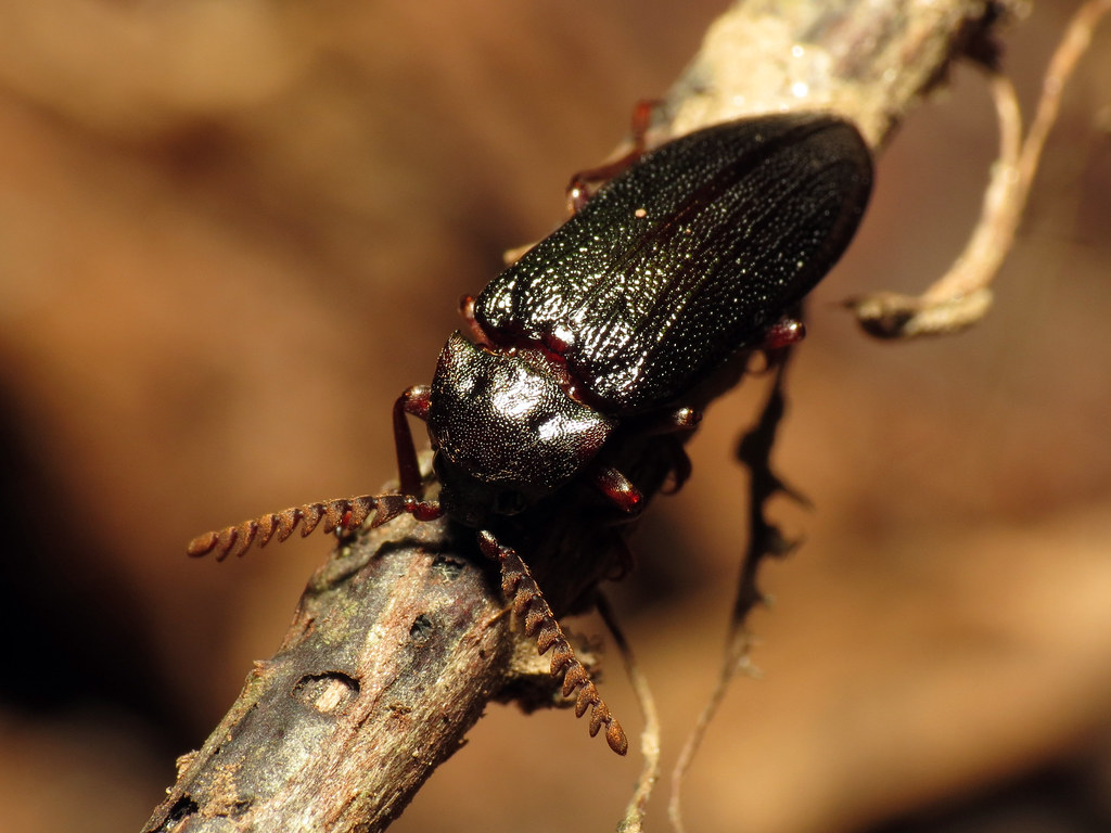 Cedar Beetle