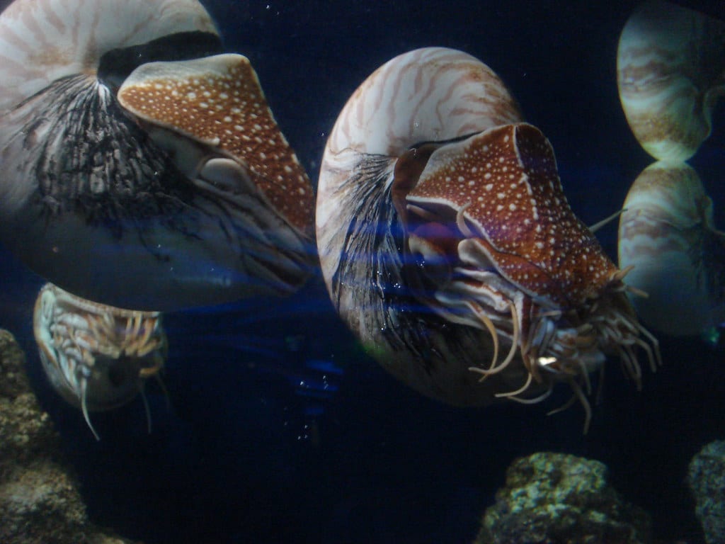 Chambered Nautilus