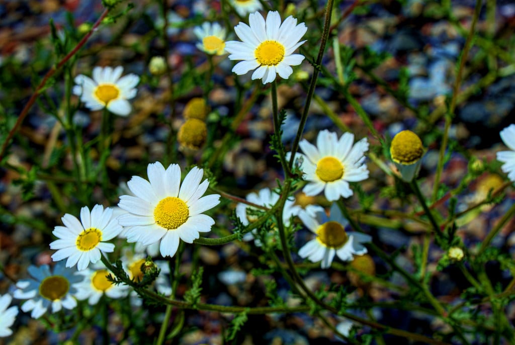 Chamomile