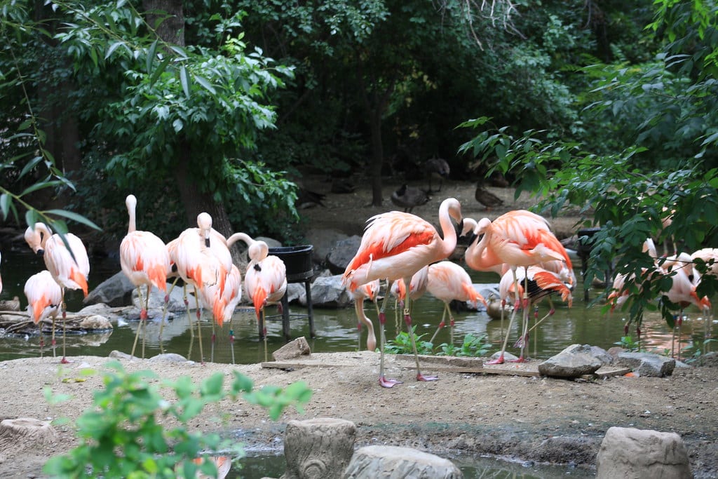 Chilean Flamingo