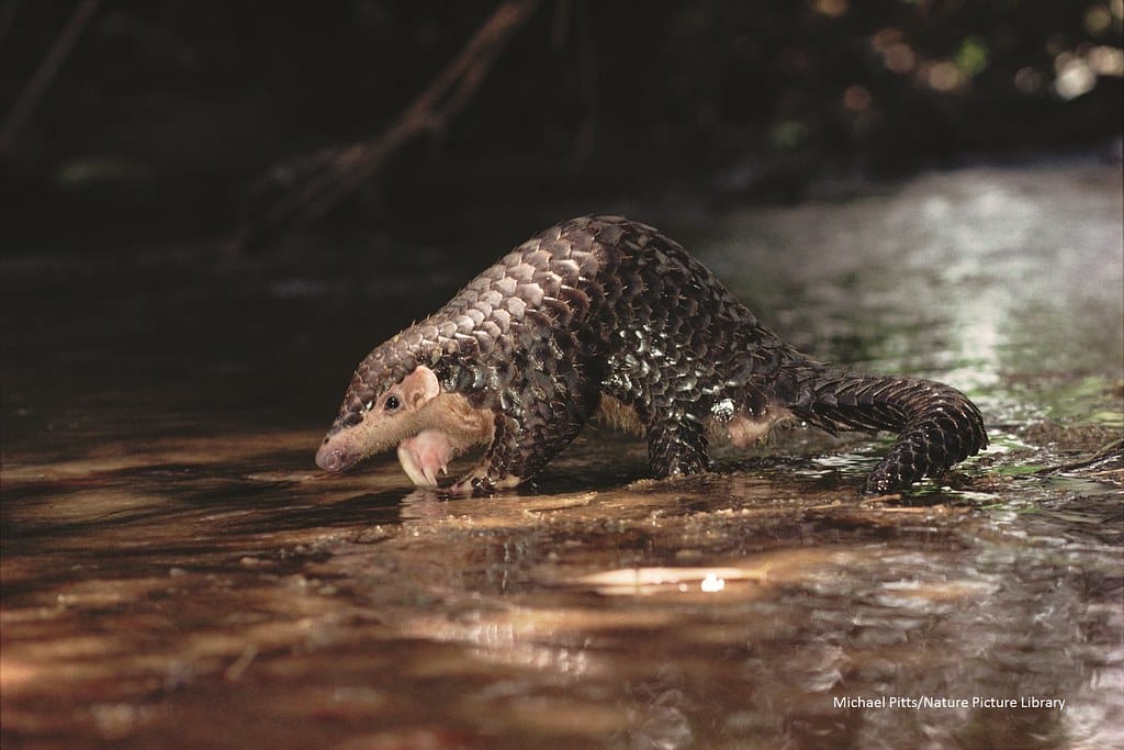 Chinese Pangolin - Animals With Scales