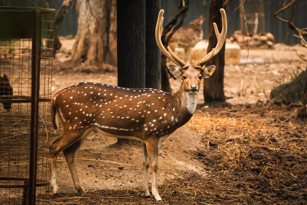 Chital or Spotted Deer - Animals With Spots 