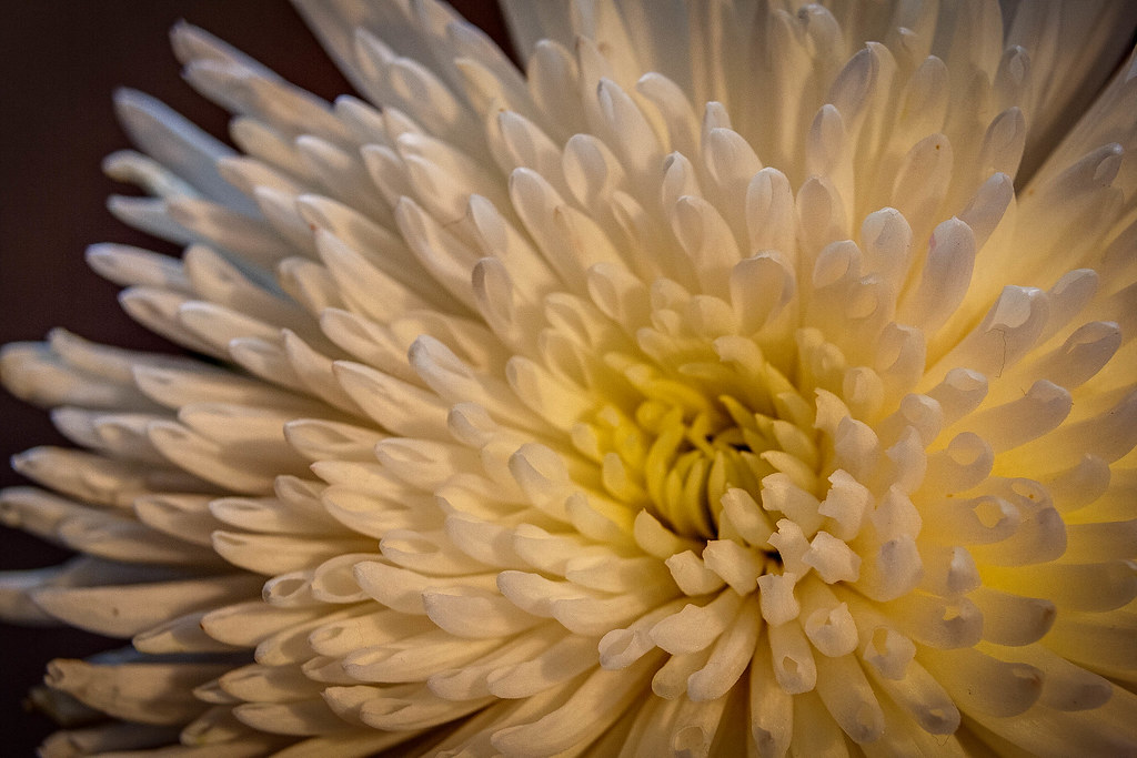 Chrysanthemum