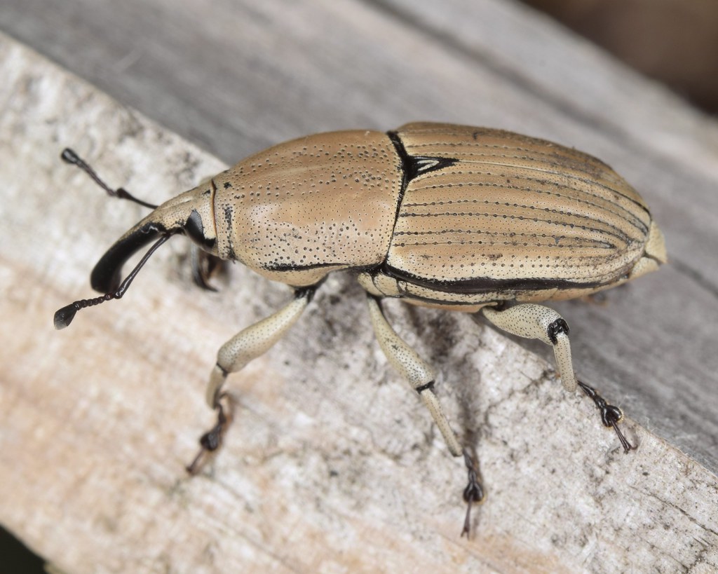 Clay-colored Billbug - Types of Beetles in Massachusetts