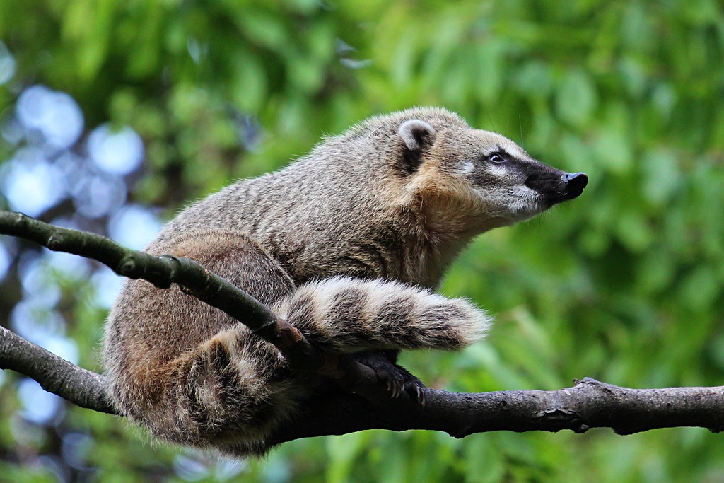 Coati