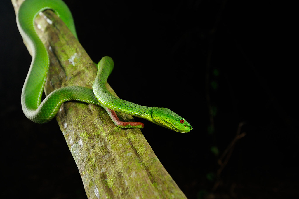 Common Bamboo Viper