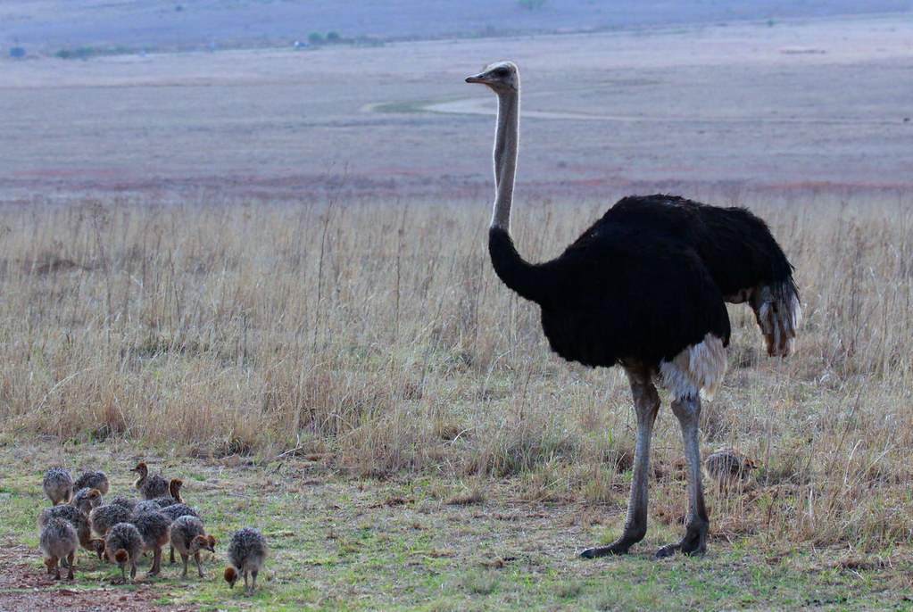 Common Ostrich