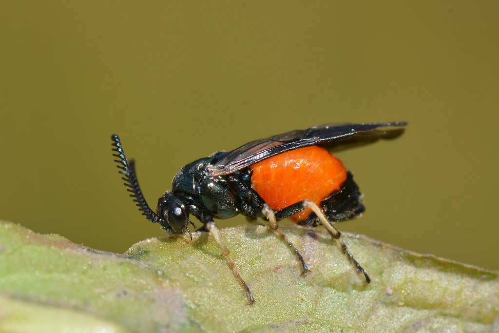 Common Sawfly
