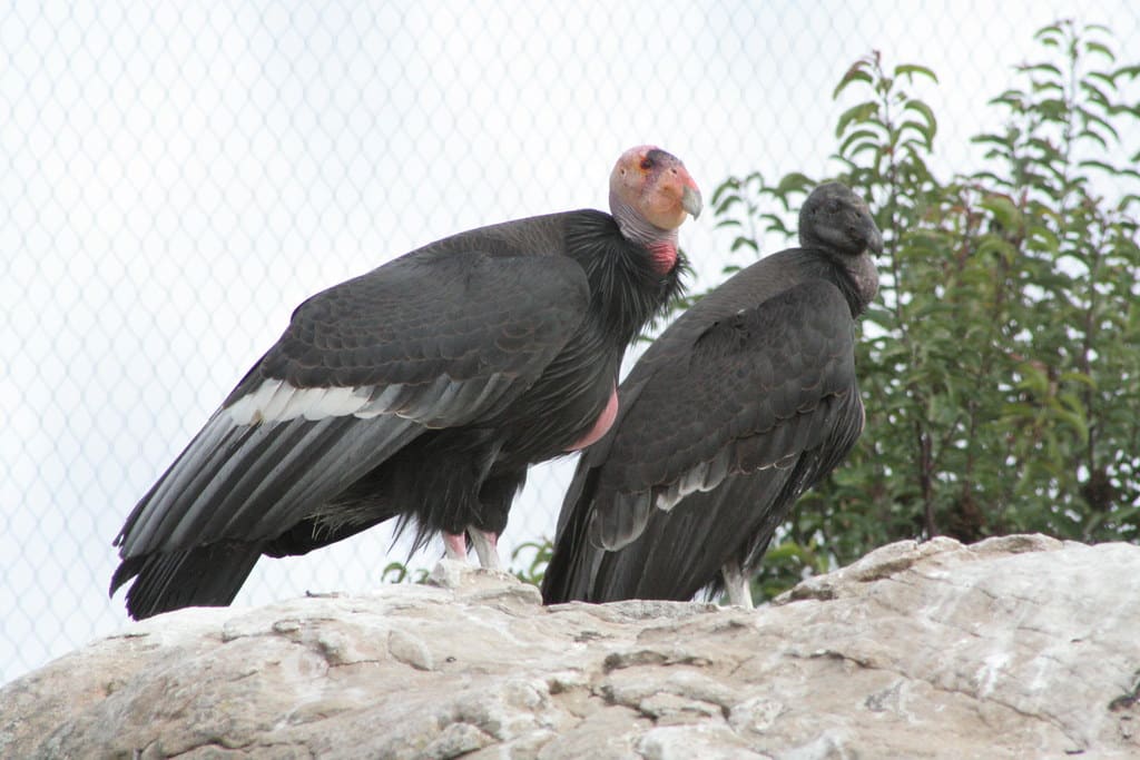 Condors