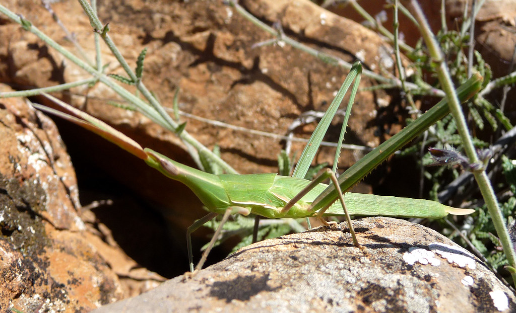 Cone-headed Grasshopper
