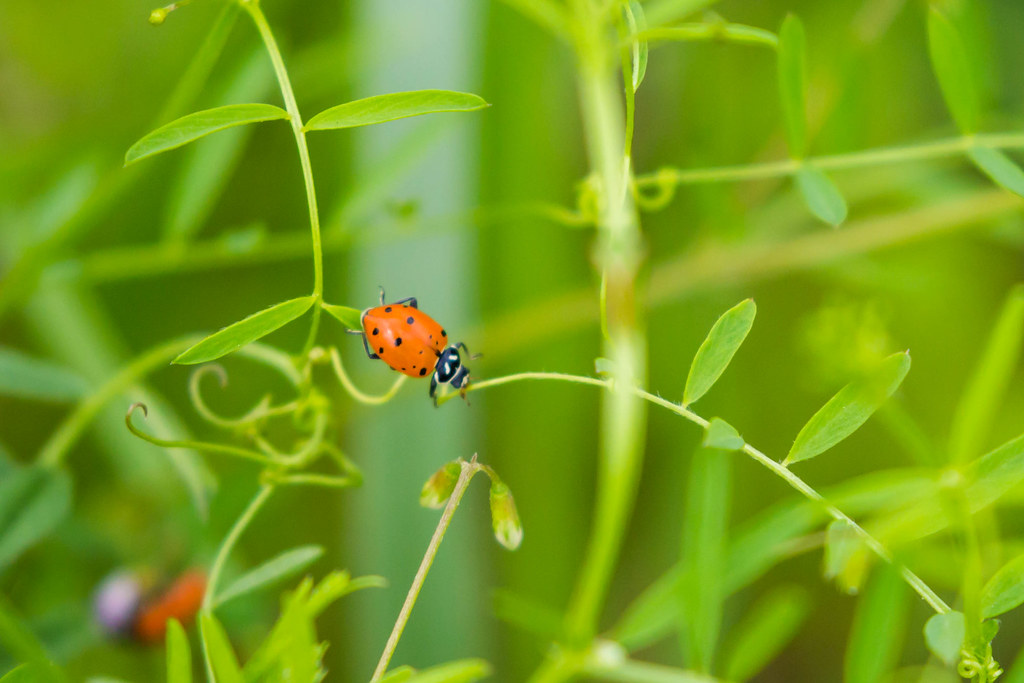 Convergent Lady Beetle