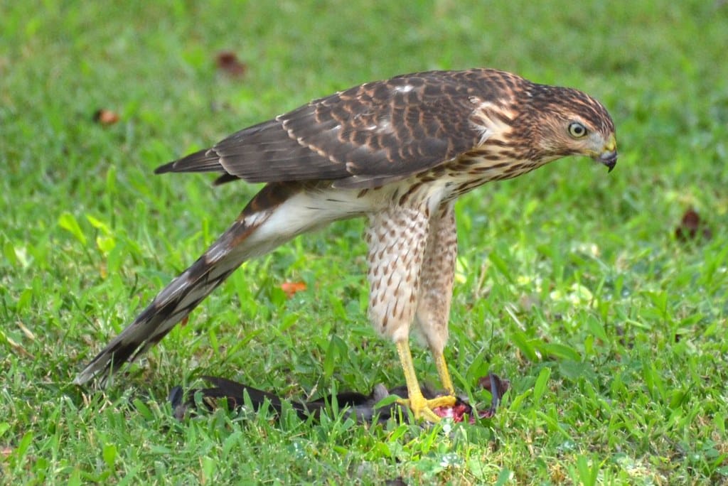 Cooper's Hawks