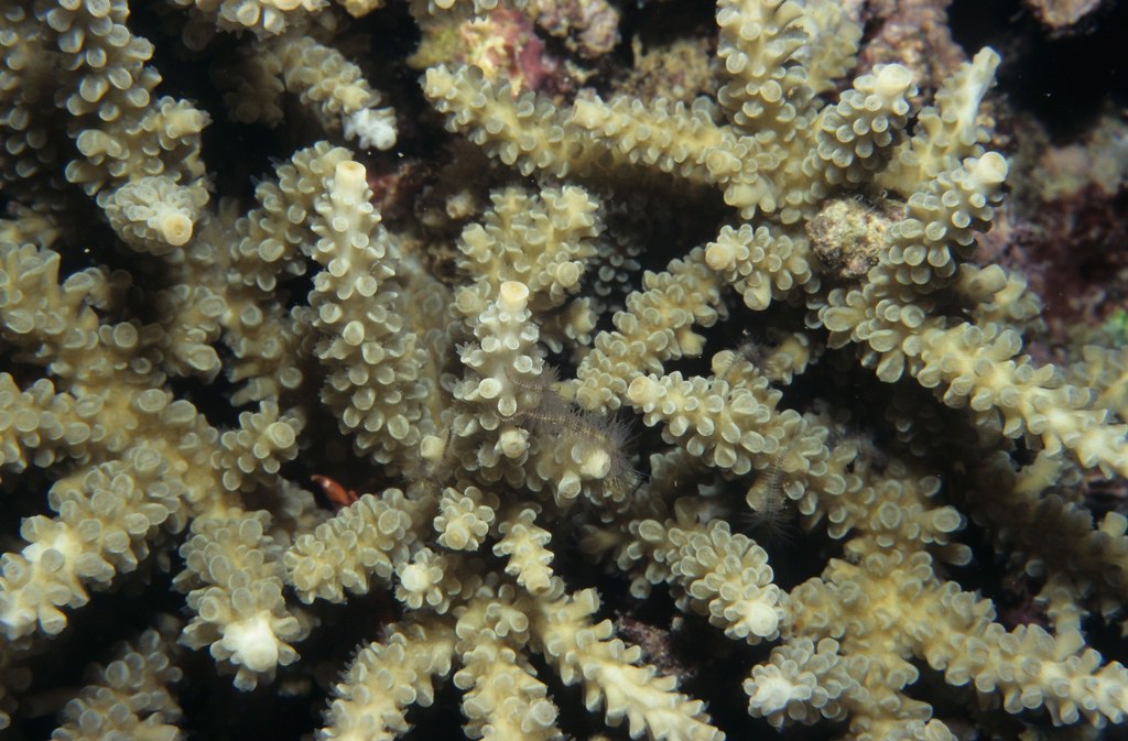 Coral - Animals With 5 Letters