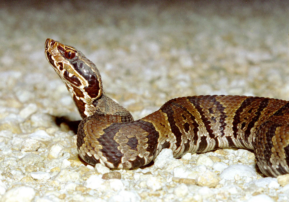 Cottonmouth Viper