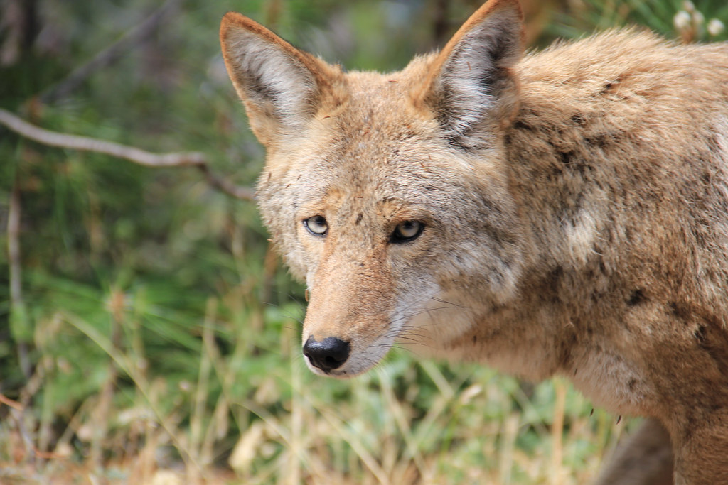 Coyotes