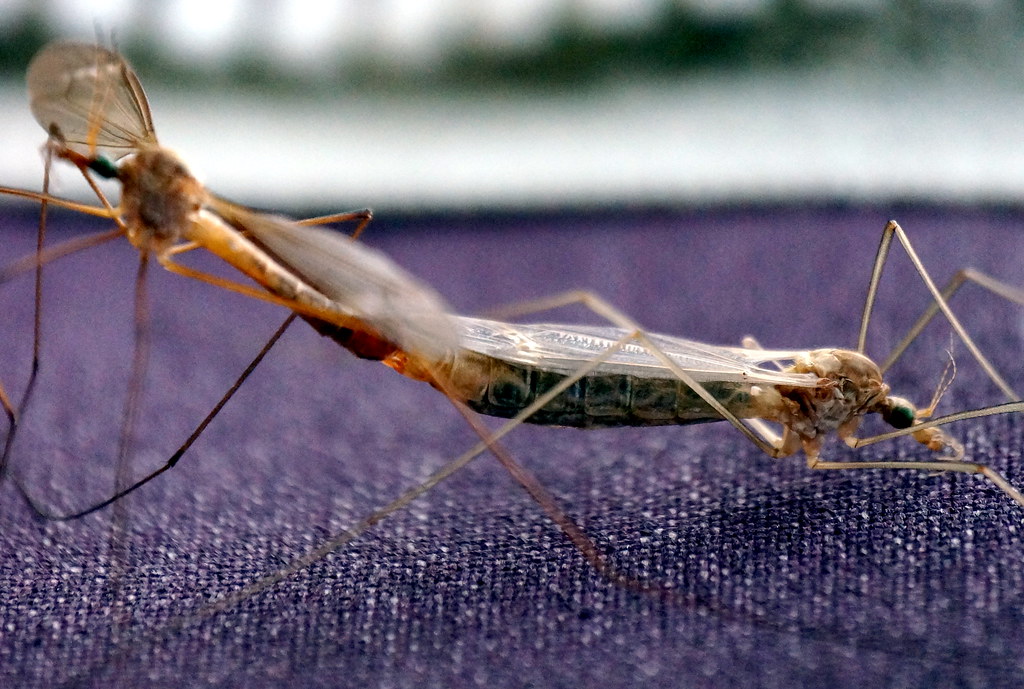 Crane Flies 