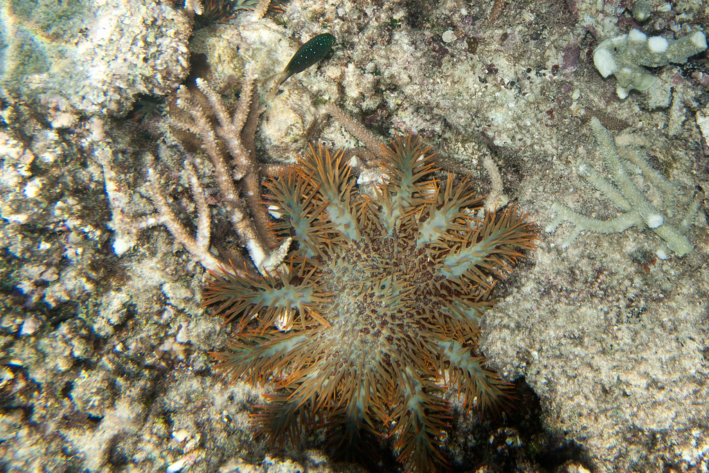 Crown-of-thorns Starfish