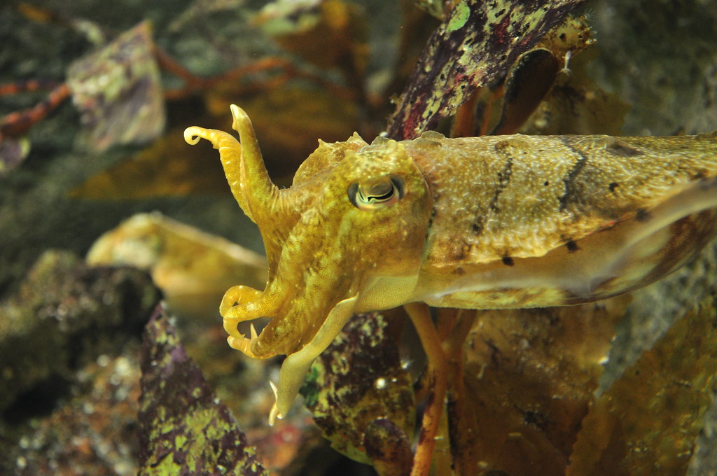 Cuttlefish