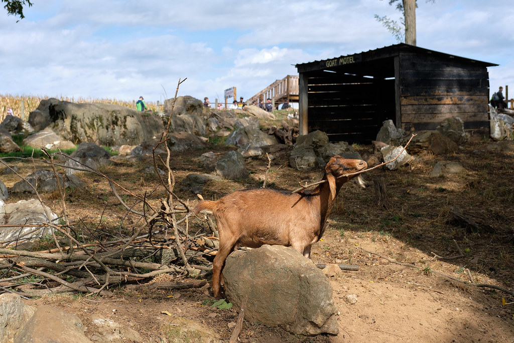 Damascus Goats 