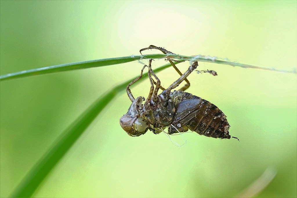 Damselfly Larvae