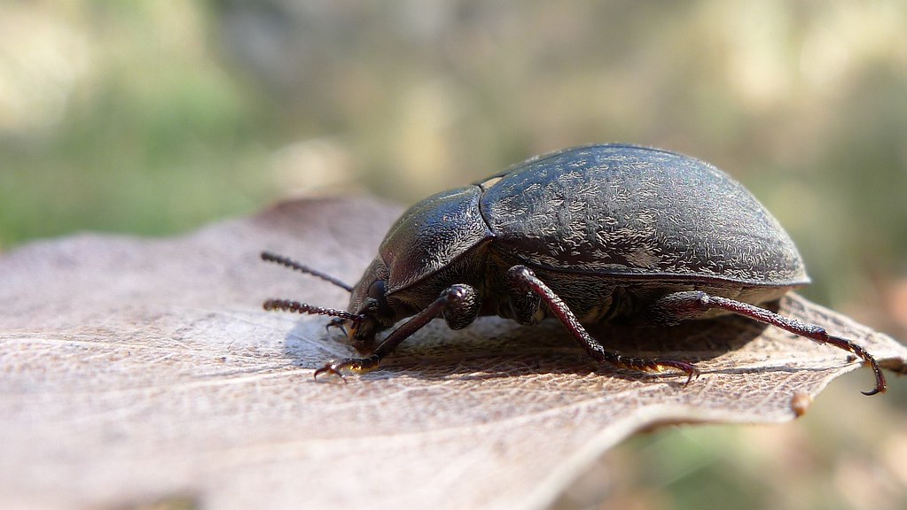 Darkling Beetle