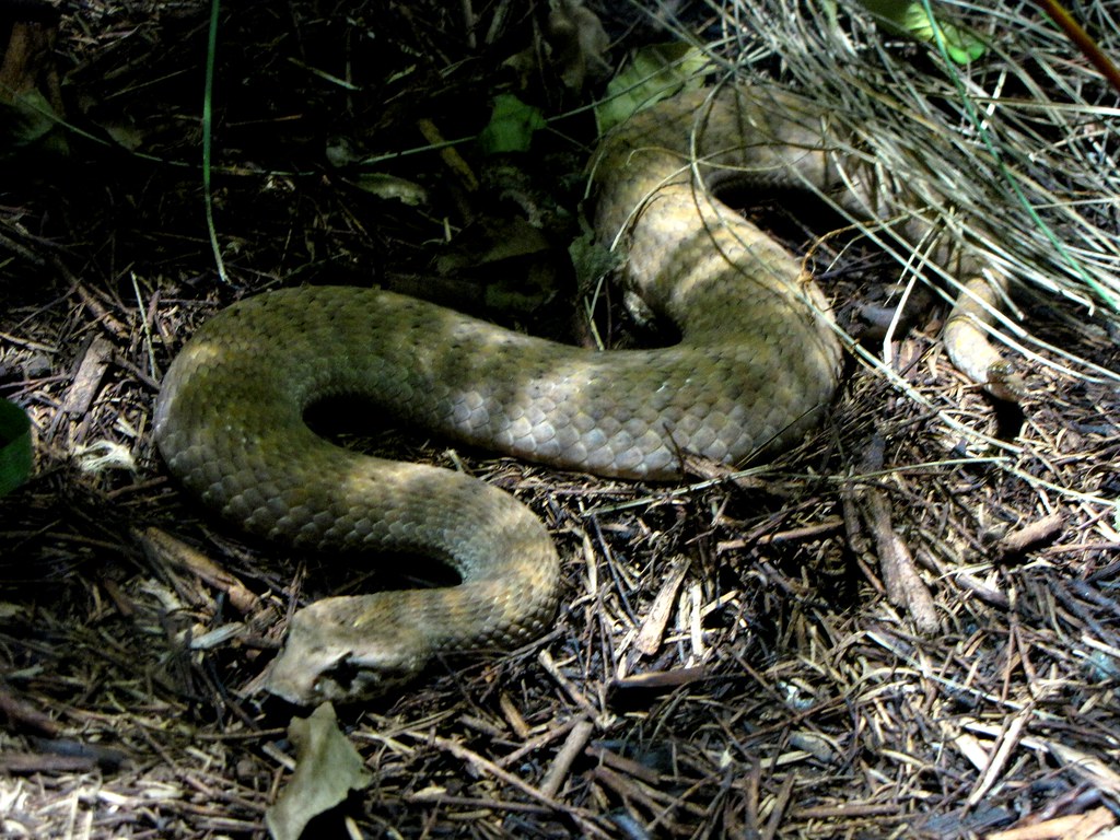 Death Adder