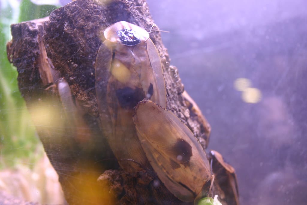 Death's Head Cockroach 