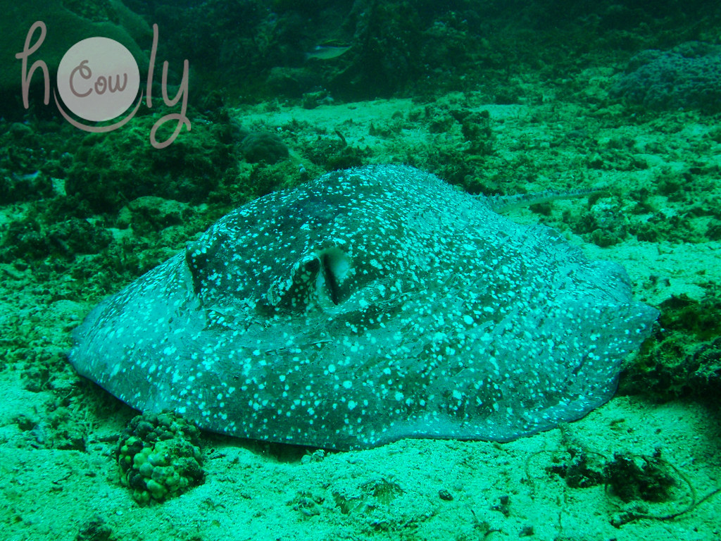 Deepwater Stingray