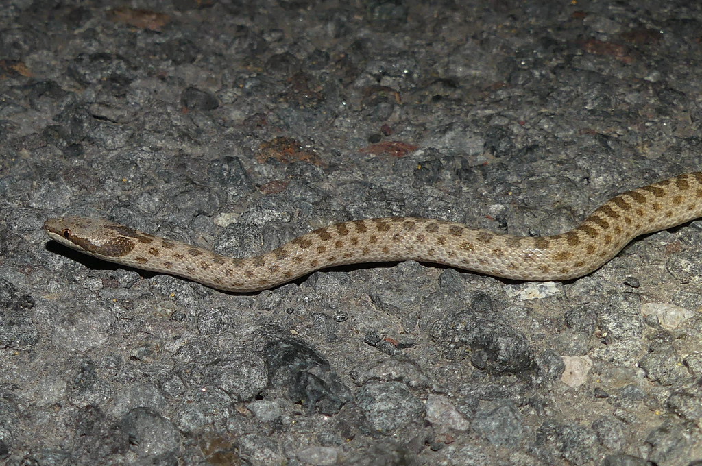 Desert Night Snake