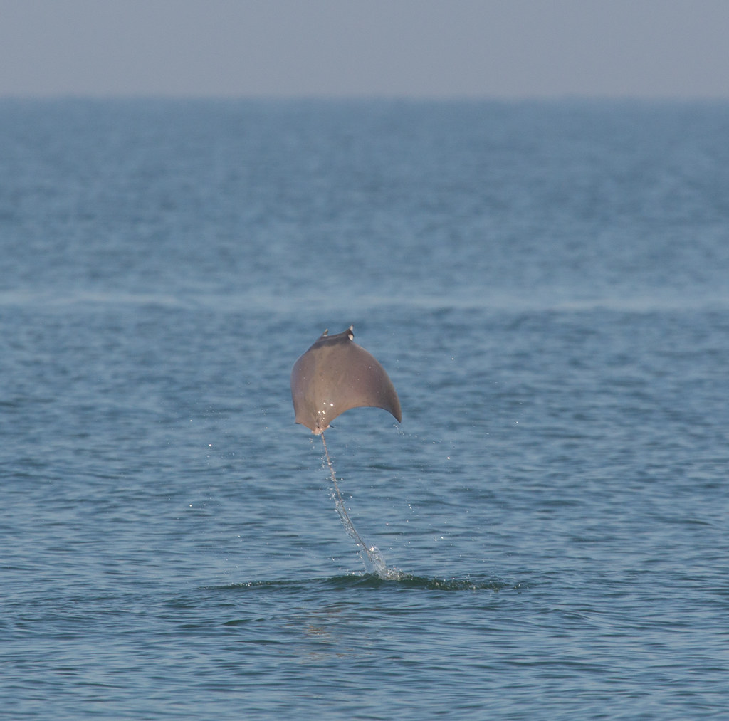 Devil Ray